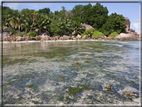 foto Flora e la Fauna alle Seychelles